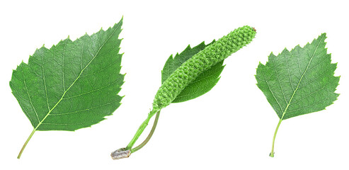 Green birch leaves and catkins isolated on a white background, collection. Medicine, cosmetology...