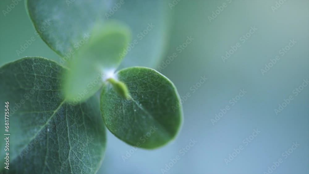 Sticker Eucalyptus plant leaves. Fresh Eucalyptus close up, on light grey background, scented, essential oil. Aromatherapy. Slow motion video