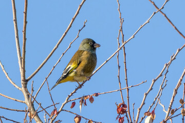 枝にとまるカワラヒワ