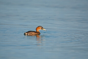 Little Grebe (Tachybaptus ruficollis) hunting in the lake. Burdur lake