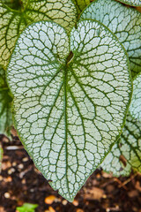 Obraz premium Single Jack Frost, Heartleaf Plant, leaves of silver and green close up in background asset