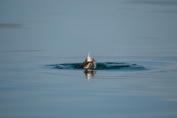 Fototapeta premium Little Grebe (Tachybaptus ruficollis) diving into the lake.