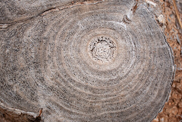 Close-up and close-up of the cut surface of the stump of a sawn-off palm tree. The annual rings are...