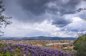 Obraz premium Florence skyline in Italy: in the distance the Basilica of Santa Croce and the Arno river seen from the Bardini Garden with the typical wisteria in bloom.