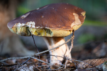 A close up of the edible mushroom