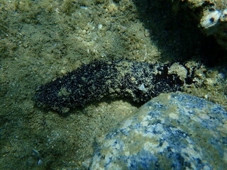 Black sea cucumber or cotton-spinner (Holothuria forskali) undersea, Aegean Sea, Greece, Halkidiki
