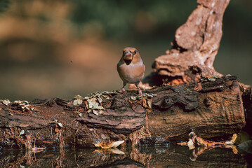 The hawfinch Coccothraustes coccothraustes is a passerine bird in the finch family Fringillidae.