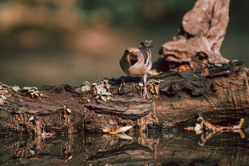 The hawfinch Coccothraustes coccothraustes is a passerine bird in the finch family Fringillidae.