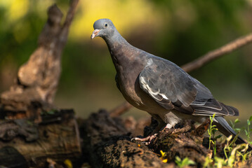 The common wood pigeon Columba palumbus, also known as simply wood pigeon