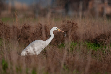 Great egret, Ardea alba is being hunted. The heron eats mice.