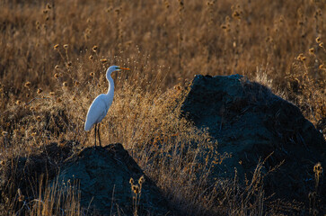 Great egret, Ardea alba silhouetted on a hill.