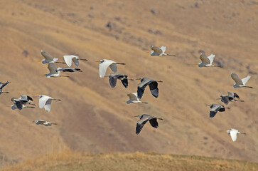 Migrating Great egret and Grey heron fly in large groups.