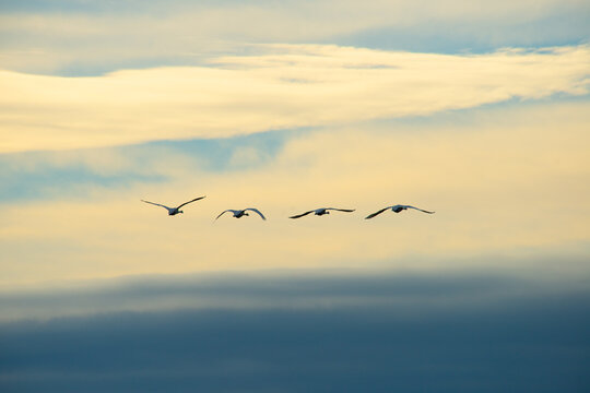 swans in the winter sky