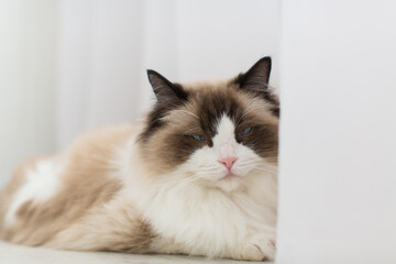 Blue bicolor ragdoll female cat looking interested. High quality photo