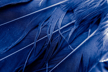 blue feather bird macro photo. texture or background