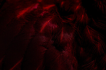  feather bird macro photo. texture or background