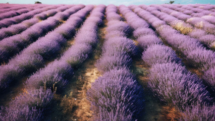 Photo of a flower field planted with lavender. Rows of lavender. View from a drone.