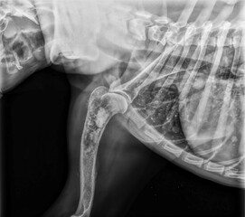 X-ray of an osteosarcoma on a dog humerus with pulmonary metastases.
Radiographie d'un osteosarcome...