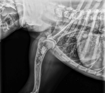 X-ray of an osteosarcoma on a dog humerus with pulmonary metastases.
Radiographie d'un osteosarcome sur un hum&eacute;rus de chien avec metastases pulmonaires.
