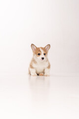Cute corgi puppy in a white studio