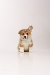 Fototapeta na wymiar Cute corgi puppy in a white studio