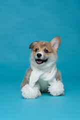 A corgi puppy on a blue background in the studio
