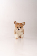 Obraz premium Cute corgi puppy in a white studio