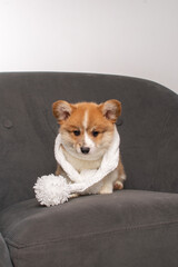 Corgi puppy on white background in studio