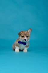 A corgi puppy on a blue background in the studio