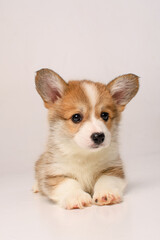 Cute corgi puppy in a white studio