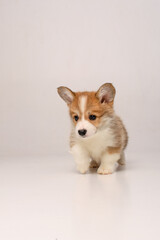 Cute corgi puppy in a white studio