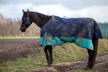A horse in a blanket, mud on the autumn paddock. Horse health and diseases