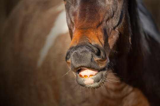 Stallion catches the mare's pheromones from the air. Flehmen reflex. The horse's muzzle and teeth. Jacobson's organ