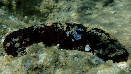 Variable sea cucumber Holothuria (Platyperona) sanctori on sea bottom, Aegean Sea, Greece, Halkidiki