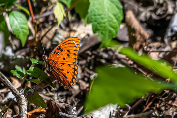 butterfly on a leaf