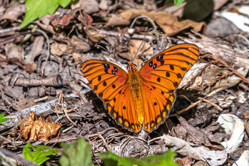 butterfly on the ground