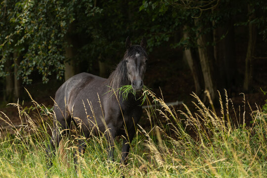 Pferd frißt im hohen Gras