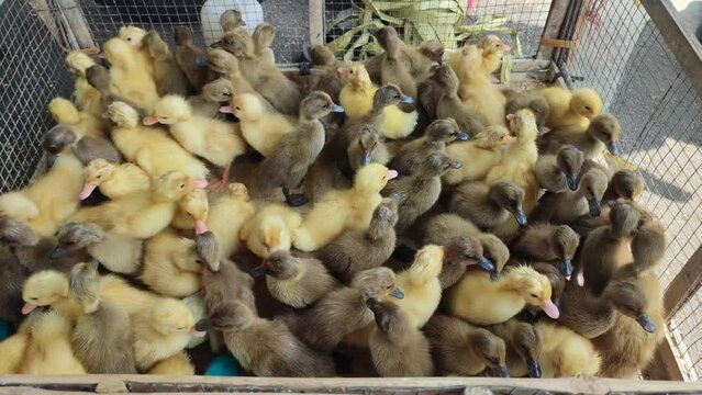Video of a collection of cute ducklings