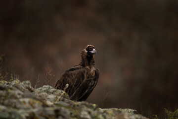 Reintroducing cinereous vulture in Rhodope mountains. Black vulture on the top of Bulgaria mountains. Ornithology during winter time.	