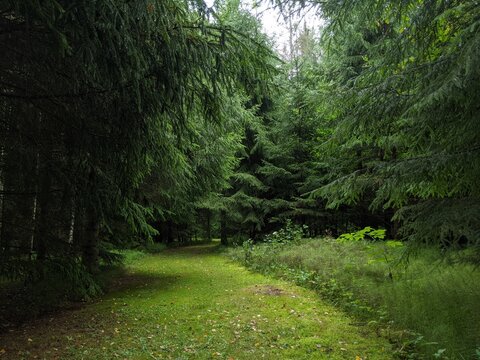 beautiful green meadow in forest in summer