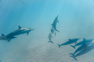 Wild Hawaiian Spinner Dolphins swimming in clear ocean water in Hawaii 