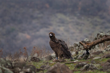 Reintroducing cinereous vulture in Rhodope mountains. Black vulture on the top of Bulgaria mountains. Ornithology during winter time.	