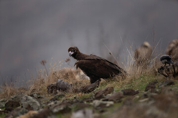 Reintroducing cinereous vulture in Rhodope mountains. Black vulture on the top of Bulgaria mountains. Ornithology during winter time.	