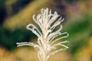 ススキの穂が手を振っている