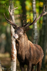 Rois de la foret