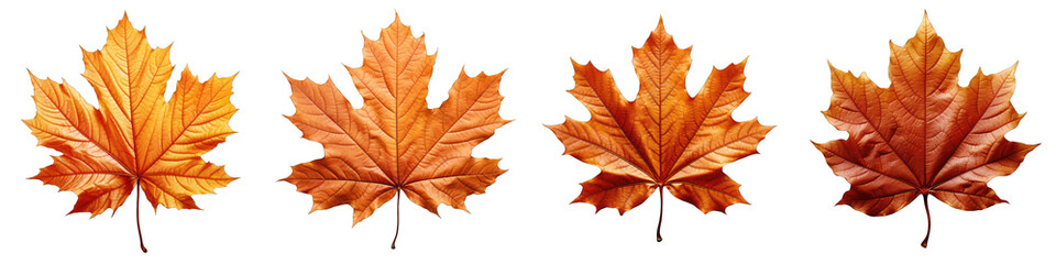 Autumn Leaf  Hyperrealistic Highly Detailed Isolated On Transparent Background Png File