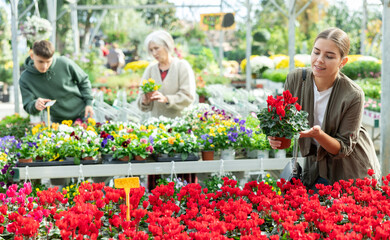 Young woman buyer chooses cyclamen in pot in flower shop..