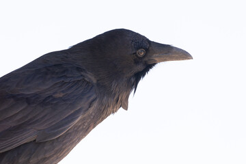 Close up portrait of the head and shoulders of a common raven watching the camera, looking towards the ground, with a high key background.