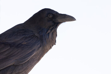 Close up portrait of the head and shoulders of a common raven watching the camera, looking towards the right, with a high key background.