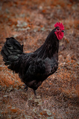 Midnight Rooster Majesty